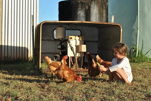 best organic chicken feed for laying hens