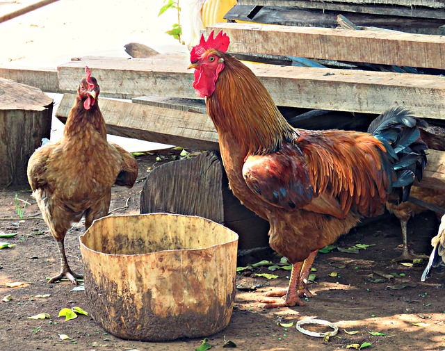 raising free range chickens eggs